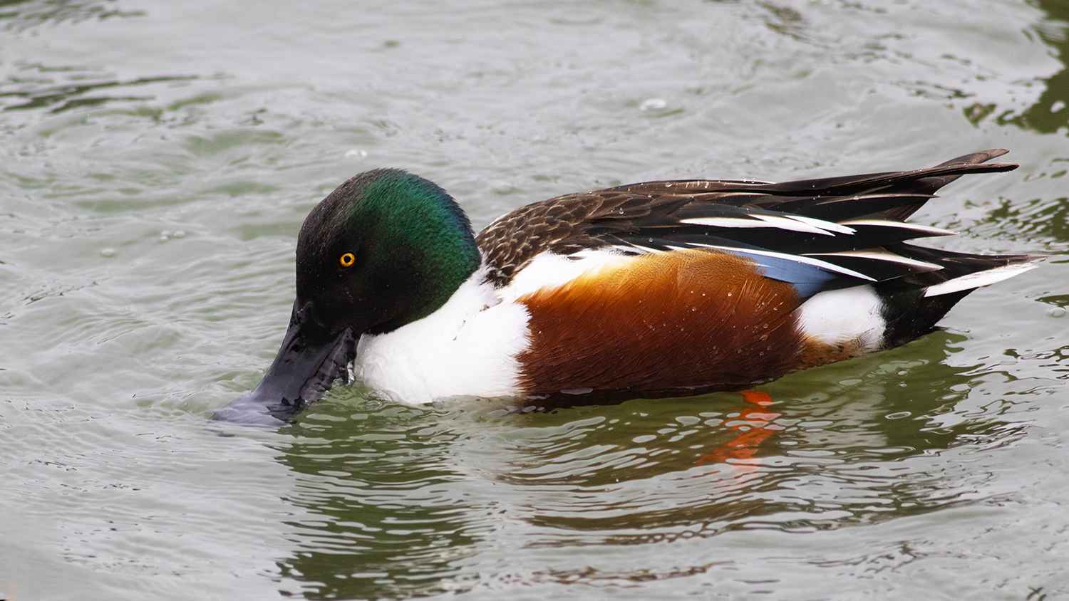 Northern Shoveler